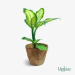 Dieffenbachia Camille / Dumb Cane / Leopard Lily