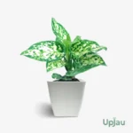 Aglaonema Tricolor Plant