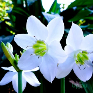 Eucharis Amazon Lily Bulb