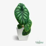 Alocasia Dragon Scale