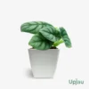 Alocasia Silver Dragon Plant (Sapling)