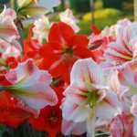 Single Petal Amaryllis Lily bulbs