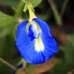 Aprajita Butterfly Pea Clitoria Ternatea Nilkantha (5 Seeds)