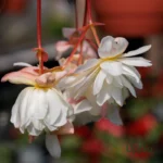 Hanging Begonia Mix Colour Bulb (Imported)
