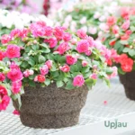 Balsam Tom Thumb Seeds