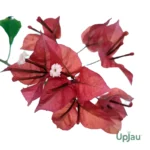 Bougainvillea Ruby Red