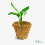 Bird Of Paradise / Strelitzia Reginae - Small