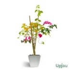 Bougainvillea Multicolour Grafted Plant