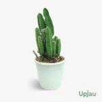 Cactus Cereus Peruvianus