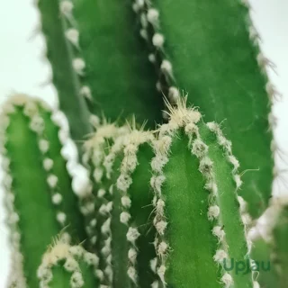 CA-PL-CP-00-3