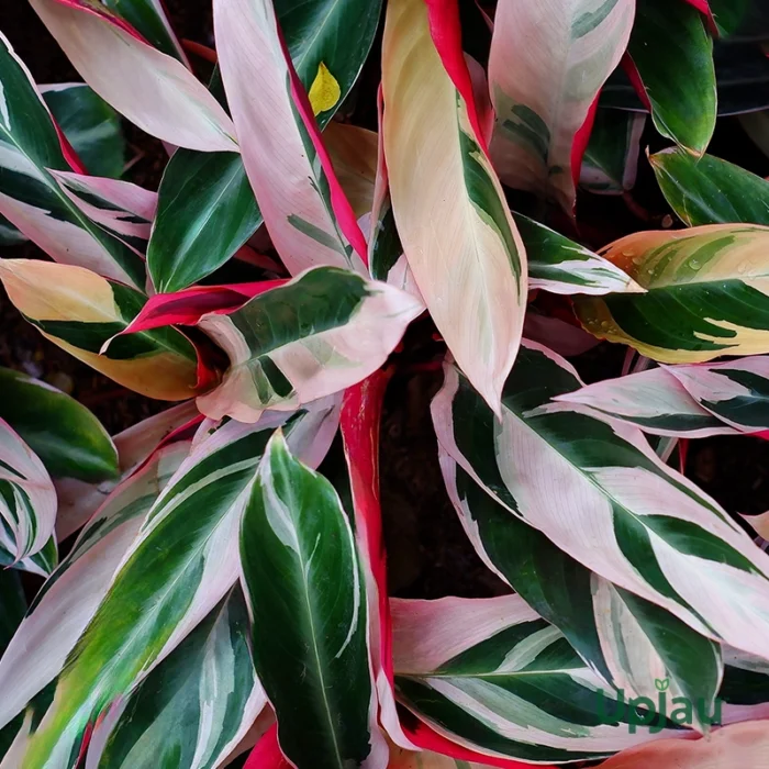 Triostar Calathea - Image 2