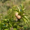 Grafted Chikoo or Sapota or Chiku Plant