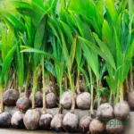 hybrid coconut plant