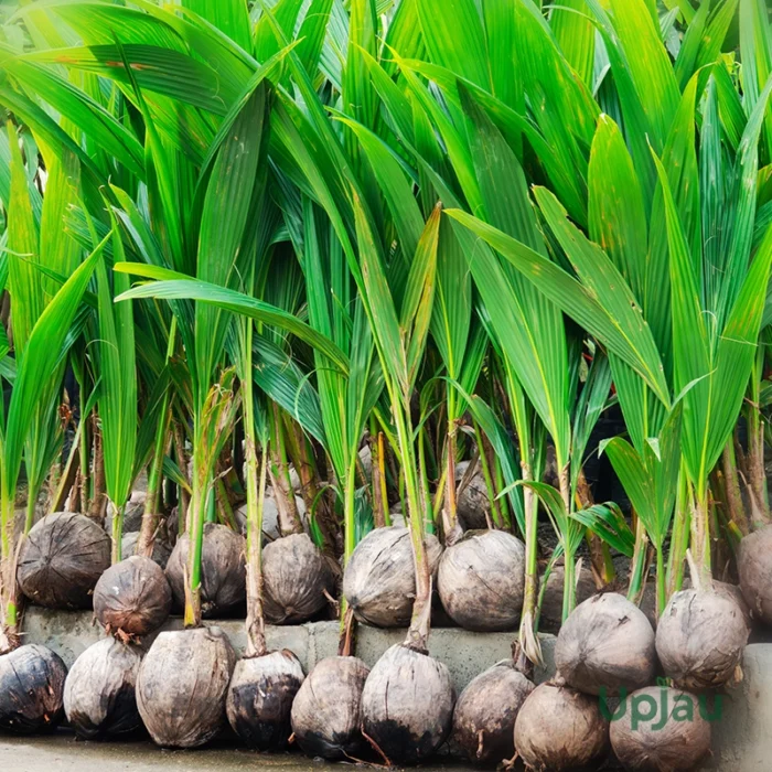 hybrid coconut plant