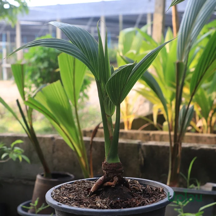 Coconut Hybrid - Fruit Plants - Image 2