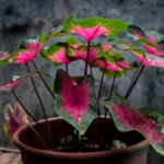 Buy Rare Caladium Bleeding Heart Bulbs Online India