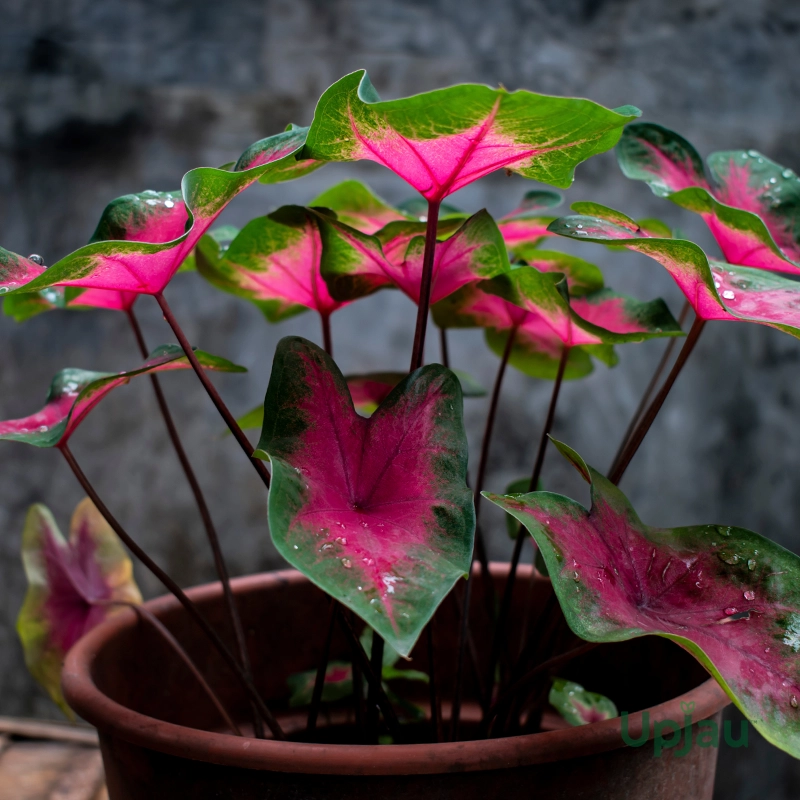 Caladium-Bleeding-Heart-Bulb