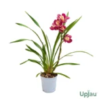 Cymbidium Orchids India