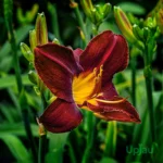Day Lily Hemerocallis Chocolate Bulb