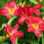 DayLily Hemerocallis Red Bulbs