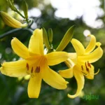 DayLily Hemerocallis Yellow Bulb