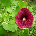 Aristolochia / Dutchman's Creeper - Rare Climber