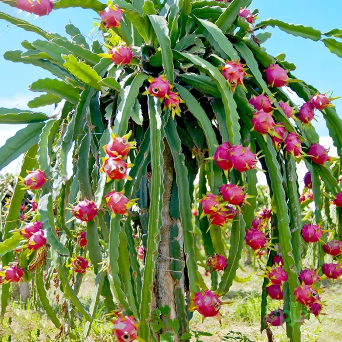 Dragon Fruit / Red-Fleshed Pitahaya Fruit Plant - Image 2