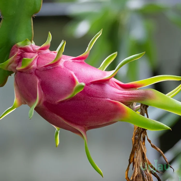 Red Dragon Fruit Plant