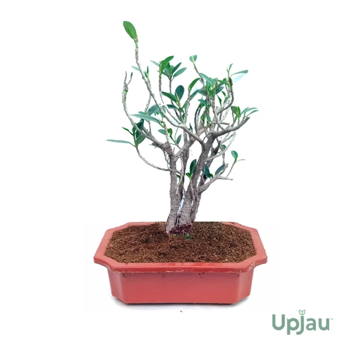 Ficus Rooted Bonsai