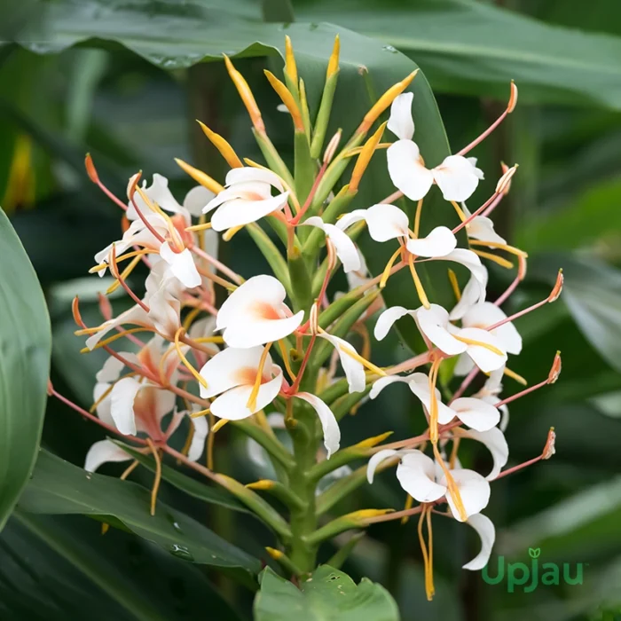 Hedychium White Ginger Lily Bulbs