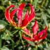Gloriosa Rothilina Fire Lily Bulb