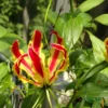 Gloriosa Superba Fire Lily Bulb