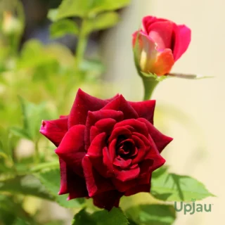 Kashmir-rose-plant