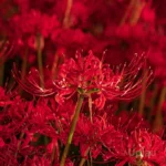 Buy Lycoris Red Spider Lily Bulbs Online In India | Upjau