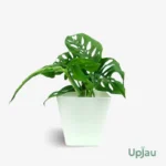 Broken Heart Plant / Monstera Adansonii Plant (Sapling)