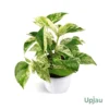 Marble Money Plant