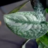 Satin Money Plant / Pothos (Sapling)