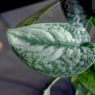 Satin Money Plant / Pothos (Sapling)