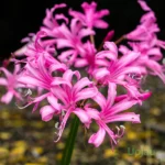 Nerine Pink Bulb