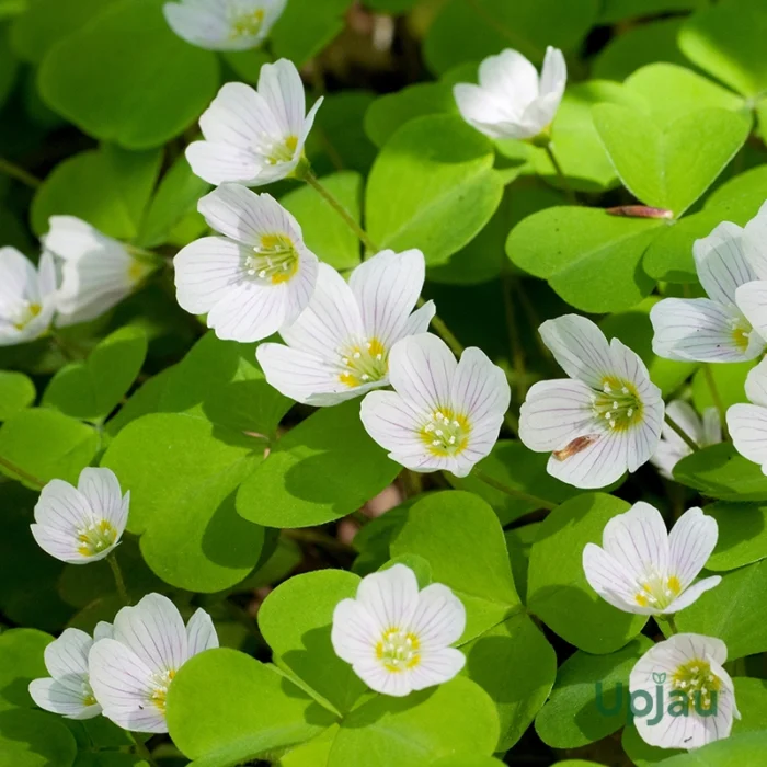 Oxalis Articulata Bulbs (Any color) - Image 2