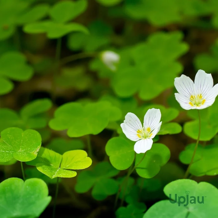 Oxalis Articulata Bulbs