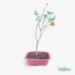 Orange Grafted - Bonsai