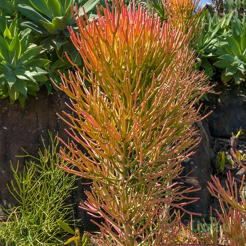 Shop Pencil Cactus Plant / Euphorbia Tirucalli | Upjau