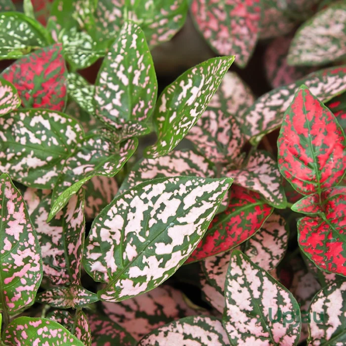 Polka Dot Plant (Mix Colour) - Image 3