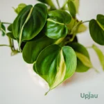 Philodendron Oxycardium Variegated Money Plant