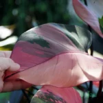 Pink Princess Philodendron (Large)