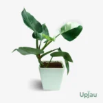 Philodendron White Wizard - Variegated