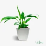 Peace Lily / Spathiphyllum Plant - Small