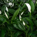 Peace Lily / Spathiphyllum Plant