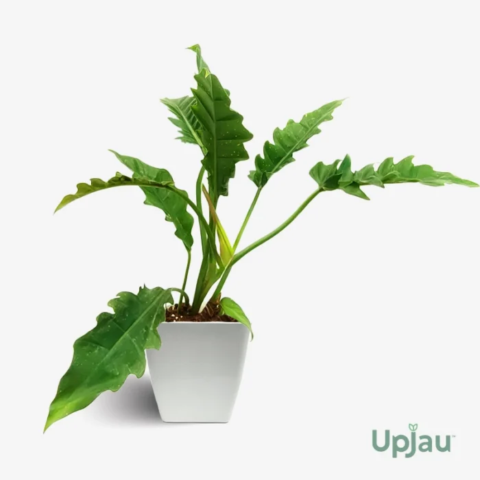 Philodendron Narrow (Large)